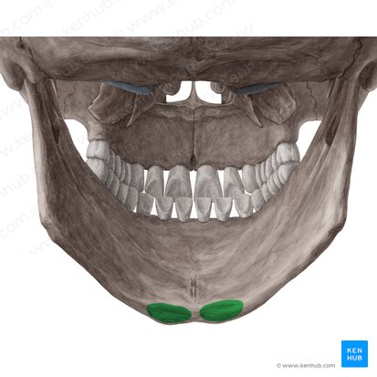 Fossa digastrica mandibulae (Zweibauchmuskelgrube des Unterkieferknochens); Bild: Yousun Koh