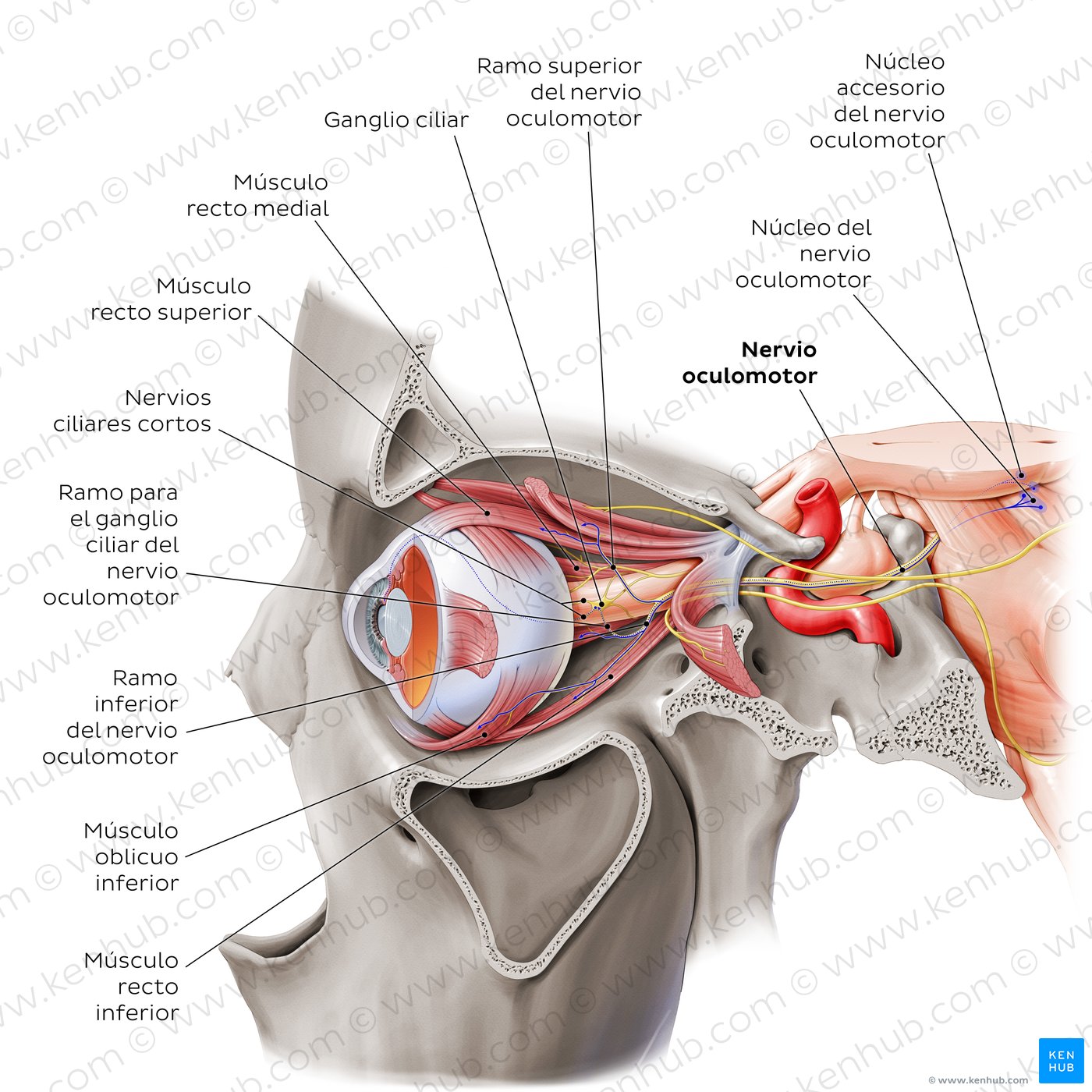 Trayectoria del nervio oculomotor