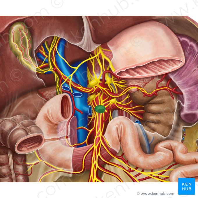 Superior mesenteric ganglion (Ganglion mesentericum superius); Image: Irina Münstermann