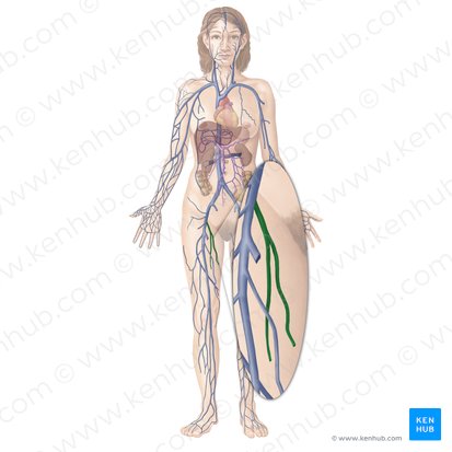 Vena femoral profunda (Vena profunda femoris); Imagen: Begoña Rodriguez