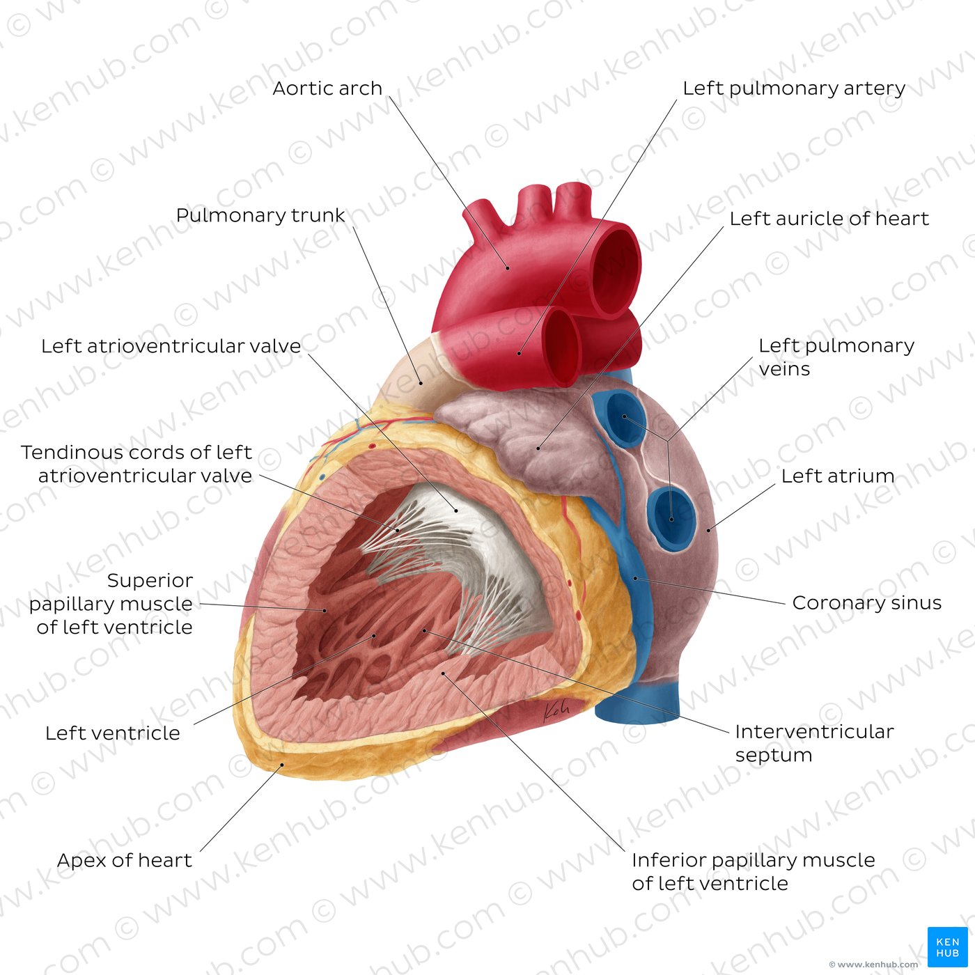 Heart (right and left atrium) Anatomy and function Kenhub