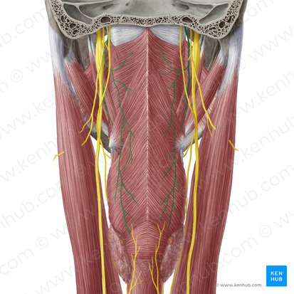 Nervus glossopharyngeus (Zungen-Rachen-Nerv); Bild: Yousun Koh