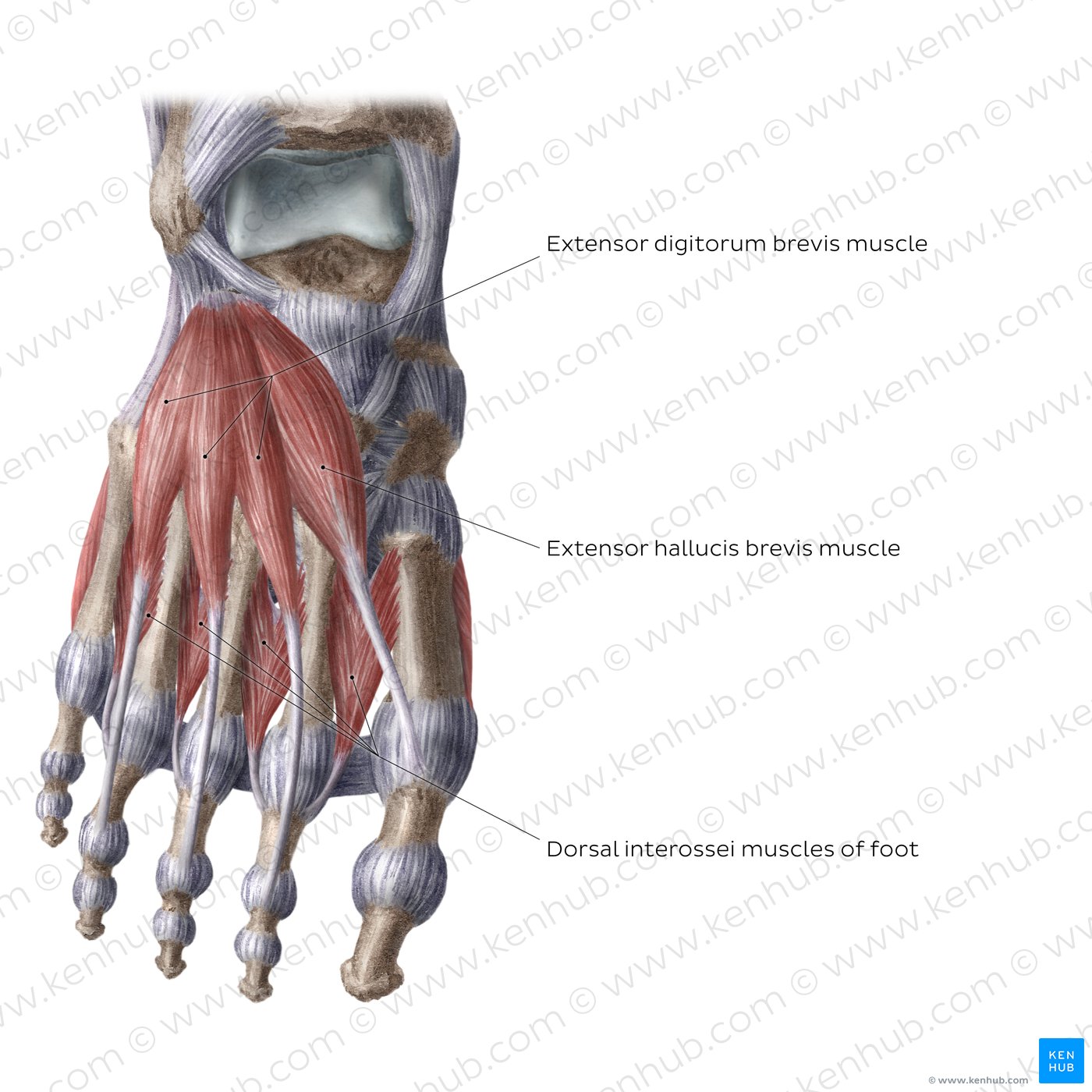 Dorsal muscles of the foot