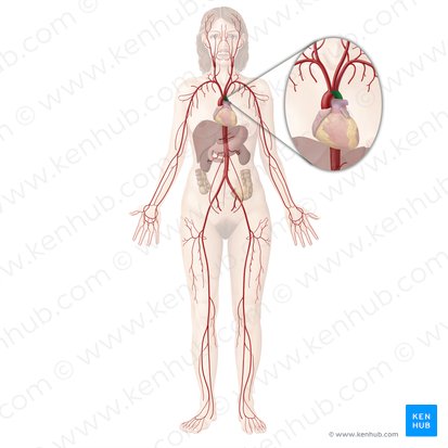 Aortic arch (Arcus aortae); Image: Begoña Rodriguez