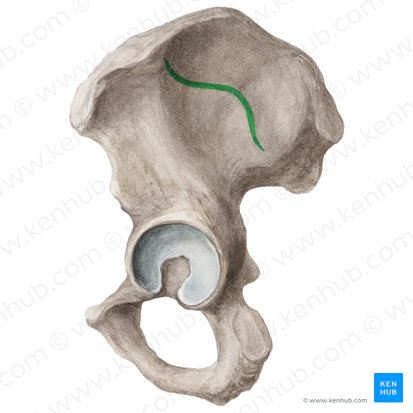 Línea glútea anterior (Linea glutea anterior ossis ilii); Imagen: Liene Znotina