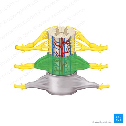 Aracnoide da medula espinal (Arachnoidea mater spinalis); Imagem: Rebecca Betts