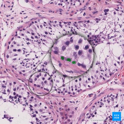 Espermatogonias (Spermatogonia); Imagen: 