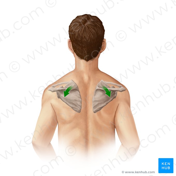 Rotação inferior da escápula (Rotatio inferior scapulae); Imagem: Paul Kim