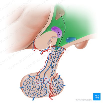 Hypothalamus; Bild: Paul Kim
