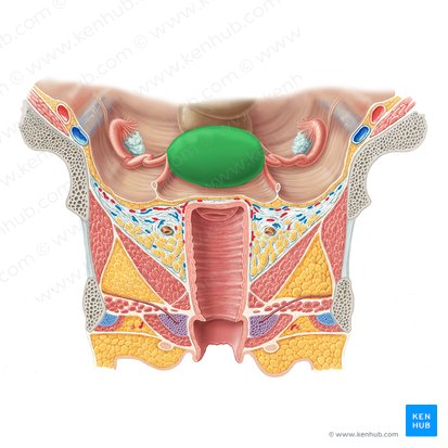 Fundus of uterus (Fundus uteri); Image: Samantha Zimmerman