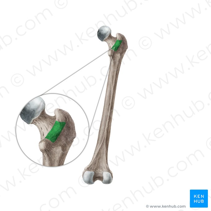 Intertrochanteric crest of femur (Crista intertrochanterica ossis femoris); Image: Liene Znotina