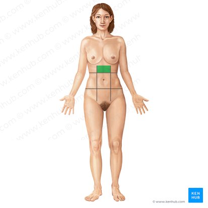 Epigastric region (Regio epigastrica); Image: Irina Münstermann