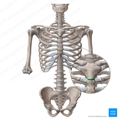Manubriosternal joint (Symphysis manubriosternalis); Image: Yousun Koh