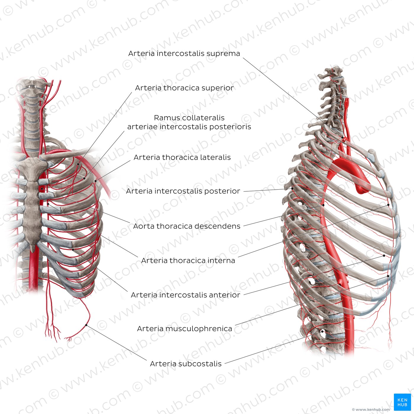 Arterien des Brustkorbs