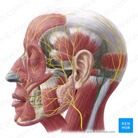 Nervio occipital menor (Nervus occipitalis minor); Imagen: Yousun Koh