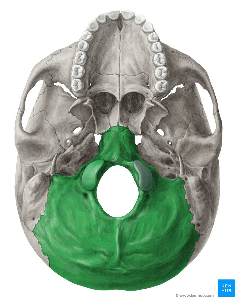 Osso occipital (verde) - vista inferior
