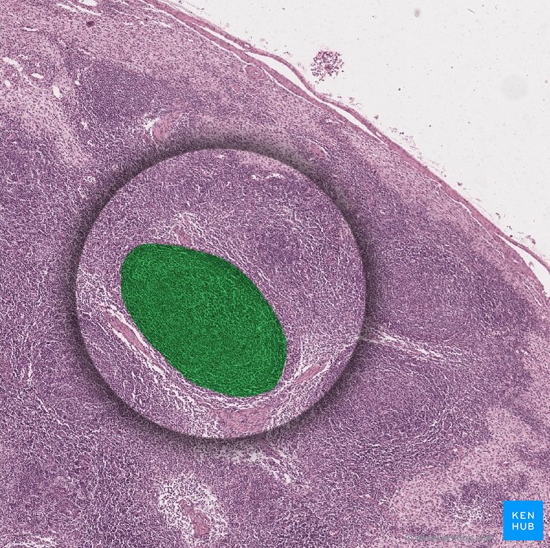 Secondary follicle - histological slide