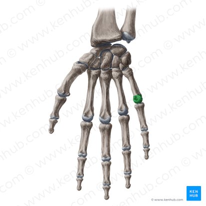 Cabeça do 5.º metacarpal (Caput ossis metacarpi 5); Imagem: Yousun Koh