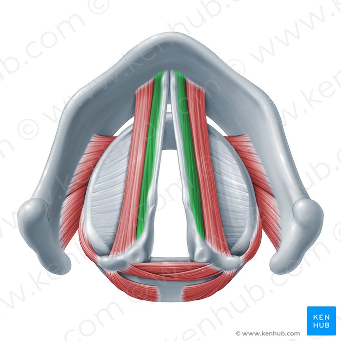 Músculo vocal (Musculus vocalis); Imagem: Paul Kim
