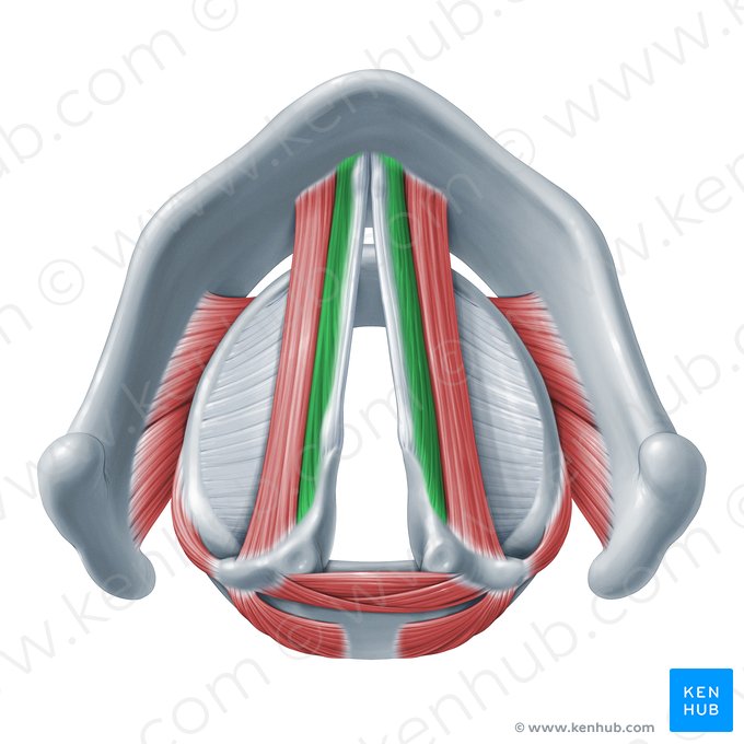 Músculo vocal (Musculus vocalis); Imagem: Paul Kim