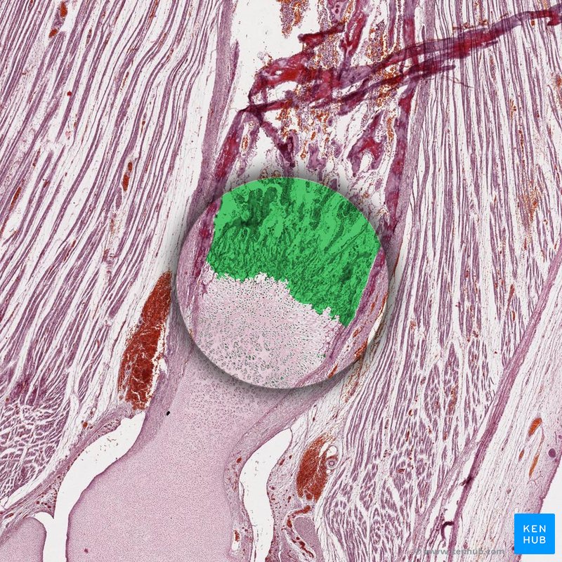 Endochondral ossification - histological slide