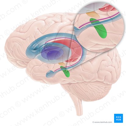 Sustancia negra (Substantia nigra); Imagen: Paul Kim