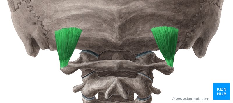 Obliquus capitis superior muscle - dorsal view