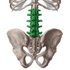Vértebras lombares