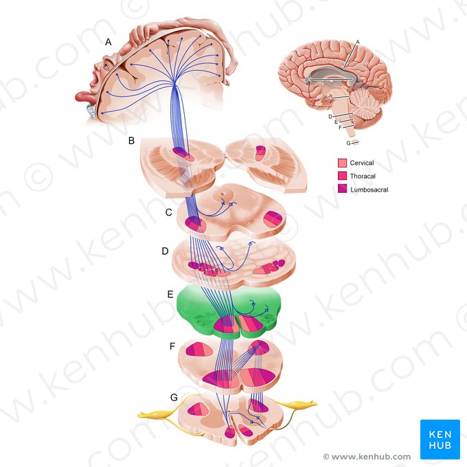 Porción superior del bulbo raquídeo (Pars superior medullae oblongatae); Imagen: Paul Kim