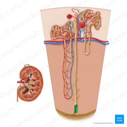 Renal papillary duct (Ductus papillaris renalis); Image: Paul Kim