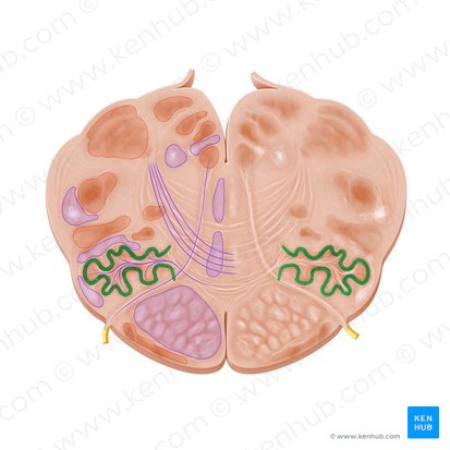 Núcleos olivares (Nuclei olivares); Imagen: Paul Kim