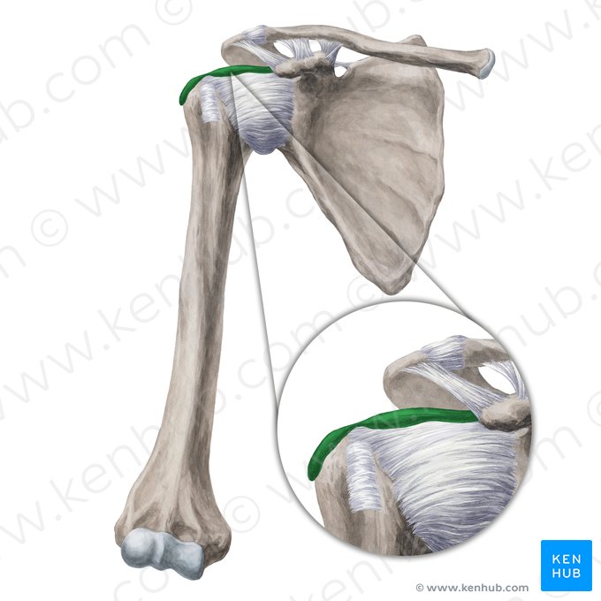 Subdeltoid & subacromial bursae (Bursa subdeltoidea & Bursa subacromialis); Image: Yousun Koh