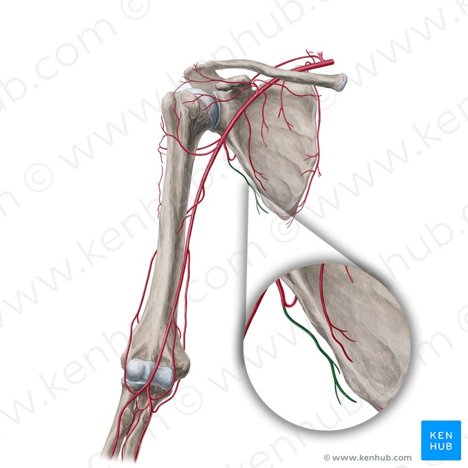 Arteria thoracodorsalis (Brustkorb-Rücken-Arterie); Bild: Yousun Koh