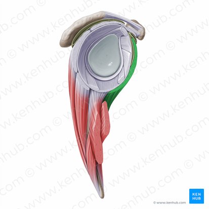 Subscapularis muscle (Musculus subscapularis); Image: Paul Kim