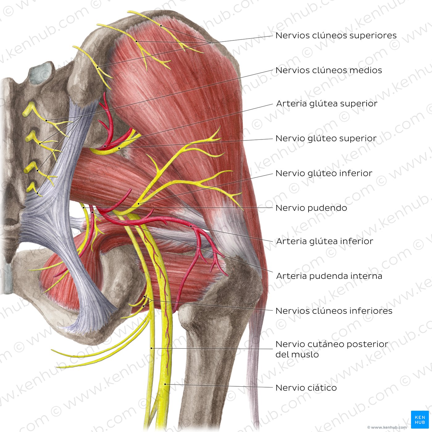 Vista posterior de las arterias y nervios de la cadera y el muslo