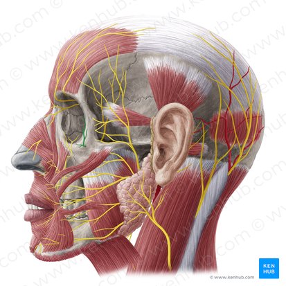 Nervus zygomaticofacialis (Jochbein-Gesichts-Nerv); Bild: Yousun Koh