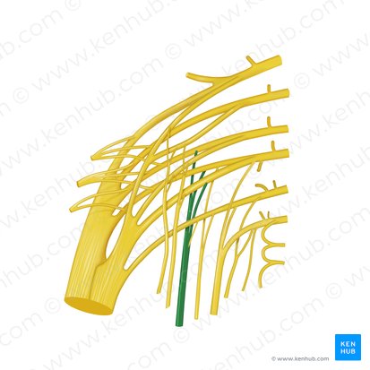 Posterior femoral cutaneous nerve (Nervus cutaneus posterior femoris); Image: Begoña Rodriguez