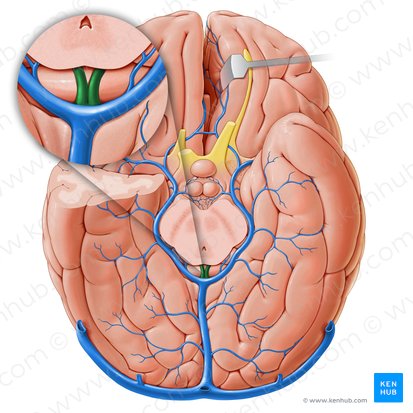 Veias cerebrais internas (Venae internae cerebri); Imagem: Paul Kim