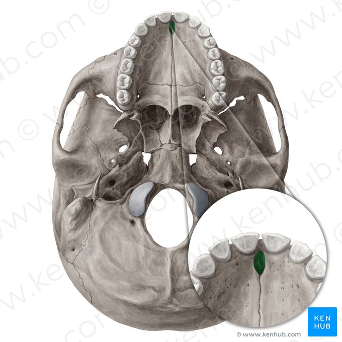 Forame incisivo (Foramen incisivum); Imagem: Yousun Koh