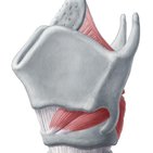 Cartilages of the larynx