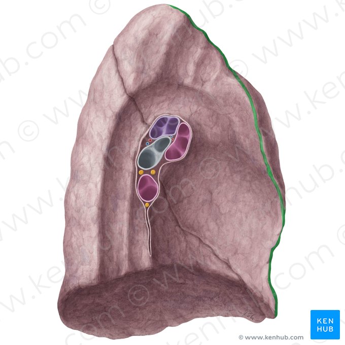 Anterior border of left lung (Margo anterior pulmonis sinistri); Image: Yousun Koh