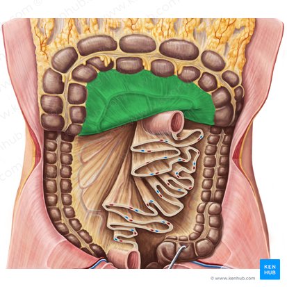 Mesocolon transversum (Dickdarmgekröse); Bild: Irina Münstermann