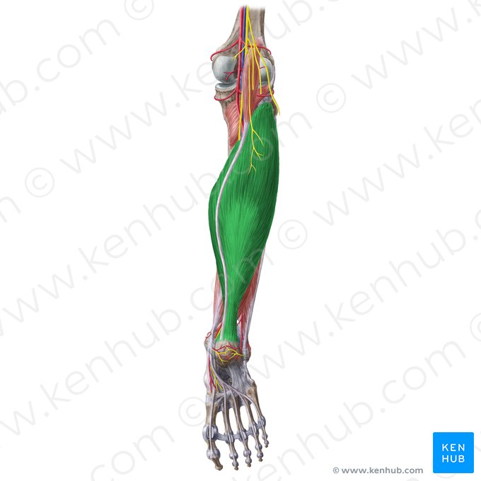 Musculus soleus (Schollenmuskel); Bild: Liene Znotina