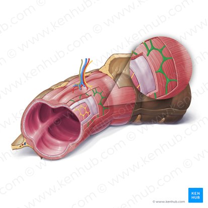 Plexo mioentérico (de Auerbach) (Plexus myentericus); Imagem: Paul Kim