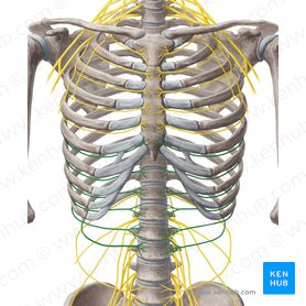 6th-11th intercostal nerves (Nervi intercostales 6-11); Image: Yousun Koh