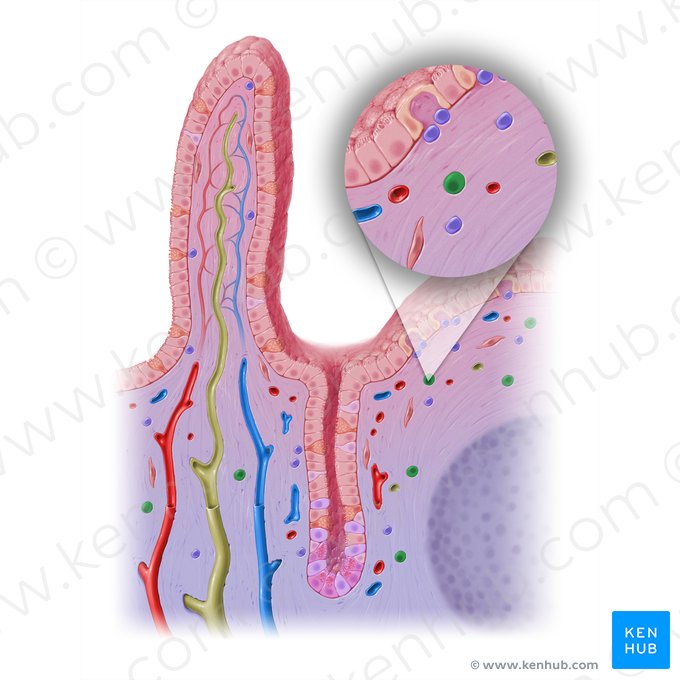 Células plasmáticas (Plasmocytus); Imagem: Paul Kim