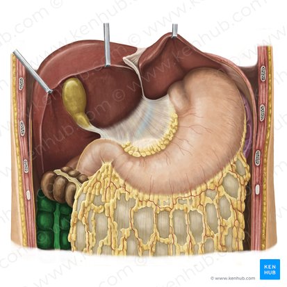 Colon ascendente (Colon ascendens); Imagen: Irina Münstermann