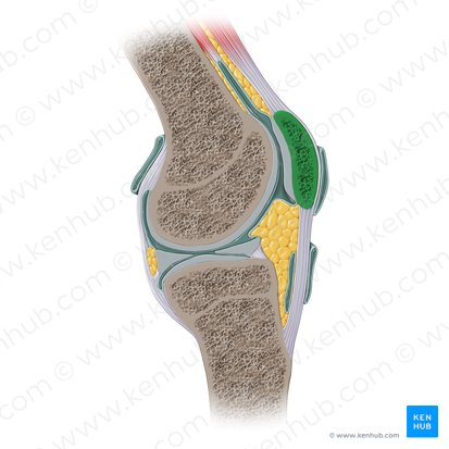 Patella; Image: Paul Kim