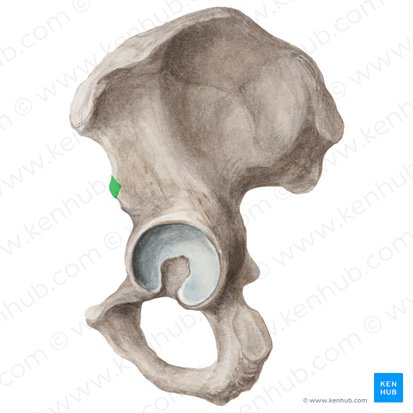 Anterior inferior iliac spine (Spina iliaca anterior inferior); Image: Liene Znotina