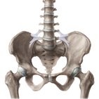 Ligamentos de la pelvis